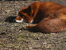 Зоолог рассказал, почему жителям городов нельзя подкармливать диких животных