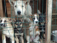 Экс-директора приюта для животных осудили в Бердске за хищение средств