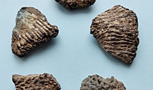 Волгоградский музей покажет горожанам останки древних осетров