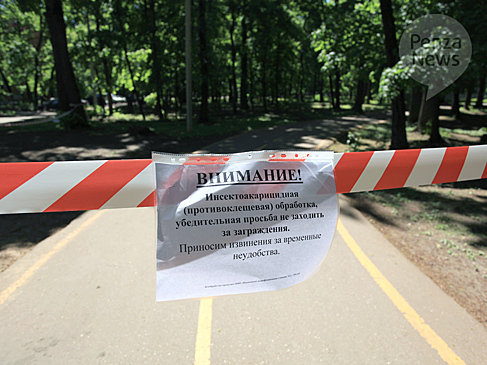 Олимпийскую аллею в Пензе обработают от клещей 28 мая