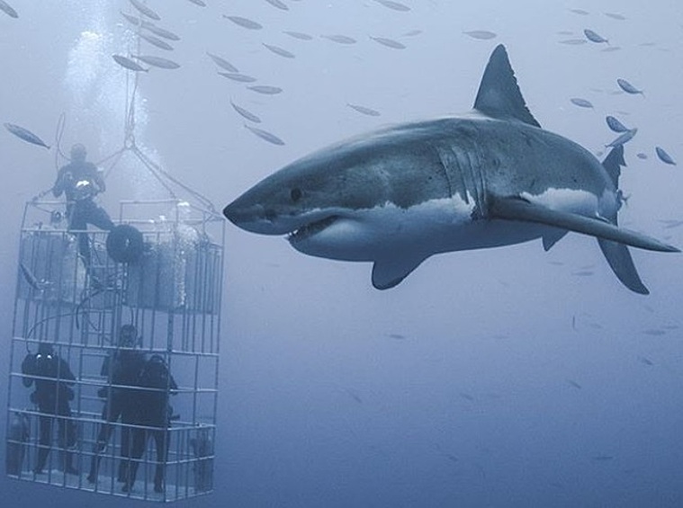 Потрясающие кадры сделал фотограф Джон Маэр из США. Вместе с исследователями, изучающими акул, он погрузился под воду и сделал снимки, от которых кровь стынет в жилах.