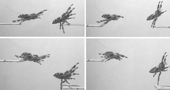 Паука натренировали прыгать по команде