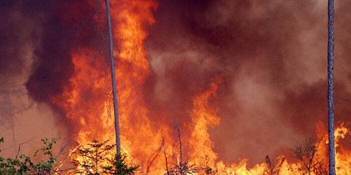Площадь природных пожаров в Иркутской области сократилась