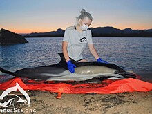 Итоги мониторинга выбросов дельфинов в Крыму за 2021 год