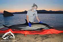 Итоги мониторинга выбросов дельфинов в Крыму за 2021 год