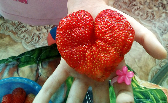 Огромной ягодой в виде сердца удивила жительница НСО