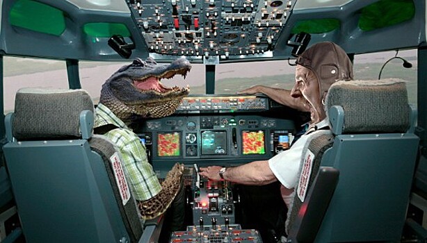 Террорист поневоле: как крокодил стал виновником крушения пассажирского самолета