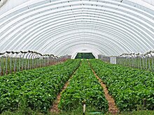 Итоги дня: работа агропрома Удмуртии в условиях санкций и новая схема обмана от мошенников