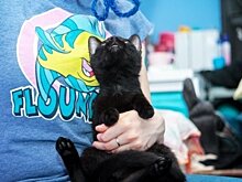 Пушистое "новогоднее чудо": в Петербурге волонтеры 1 и 2 декабря раздадут питомцев из приюта "Брошенный ангел"