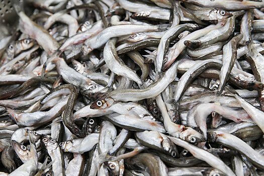 Рекордный за последние 30 лет объем рыбы выловили в Дагестане в 2019 году