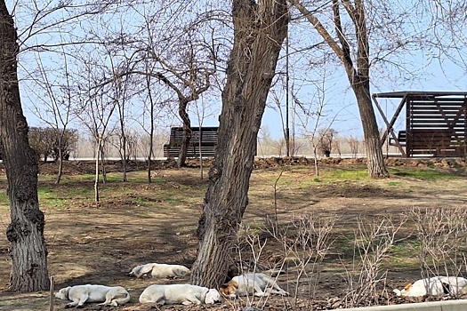 В Астрахани стая безнадзорных собак напала на ребенка