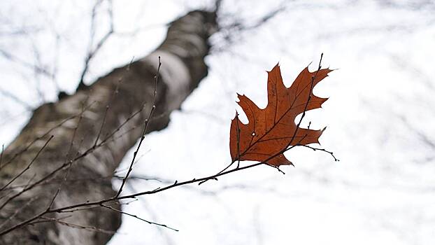 Дом, квартира, «Лексус» и бизнес: кому достанется имущество пропавших Усольцевых