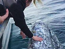 Туристы рискнули жизнью ради селфи с китом