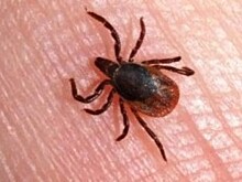 Полсотни вологжан с начала сезона покусали клещи