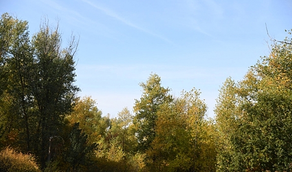 Заготовка семян дуба в Волгоградской области превысила план на 83%