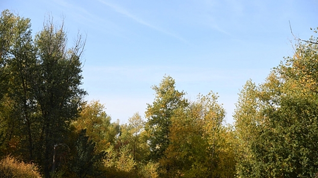 Заготовка семян дуба в Волгоградской области превысила план на 83%