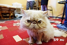 Пермь назвали одним из самых «кошачьих» городов страны
