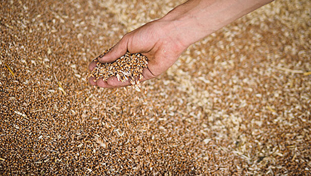 В Минсельхозе рассказали о мерах стабилизации рынка зерна