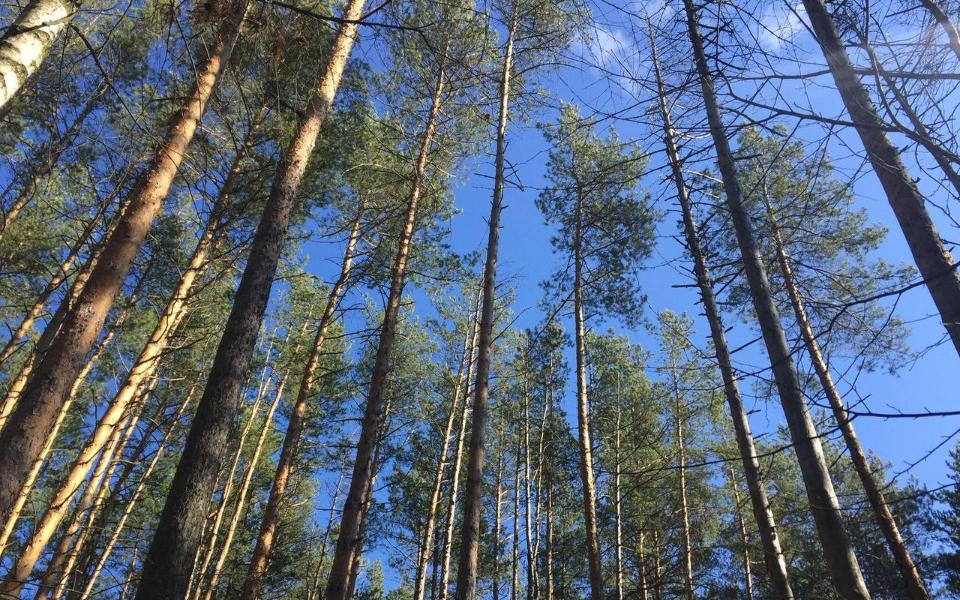 В Рязанской области на майские усилят лесные патрули