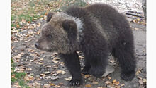 Медведицу продают в интернете за 1 рубль