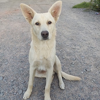 В Ростове неизвестные выбросили Ангела