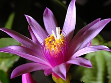 Не просто кактус: секреты пышного цветения декабриста