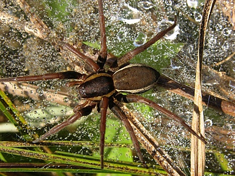 Редкие пауки величиной с ладонь расплодились в Англии