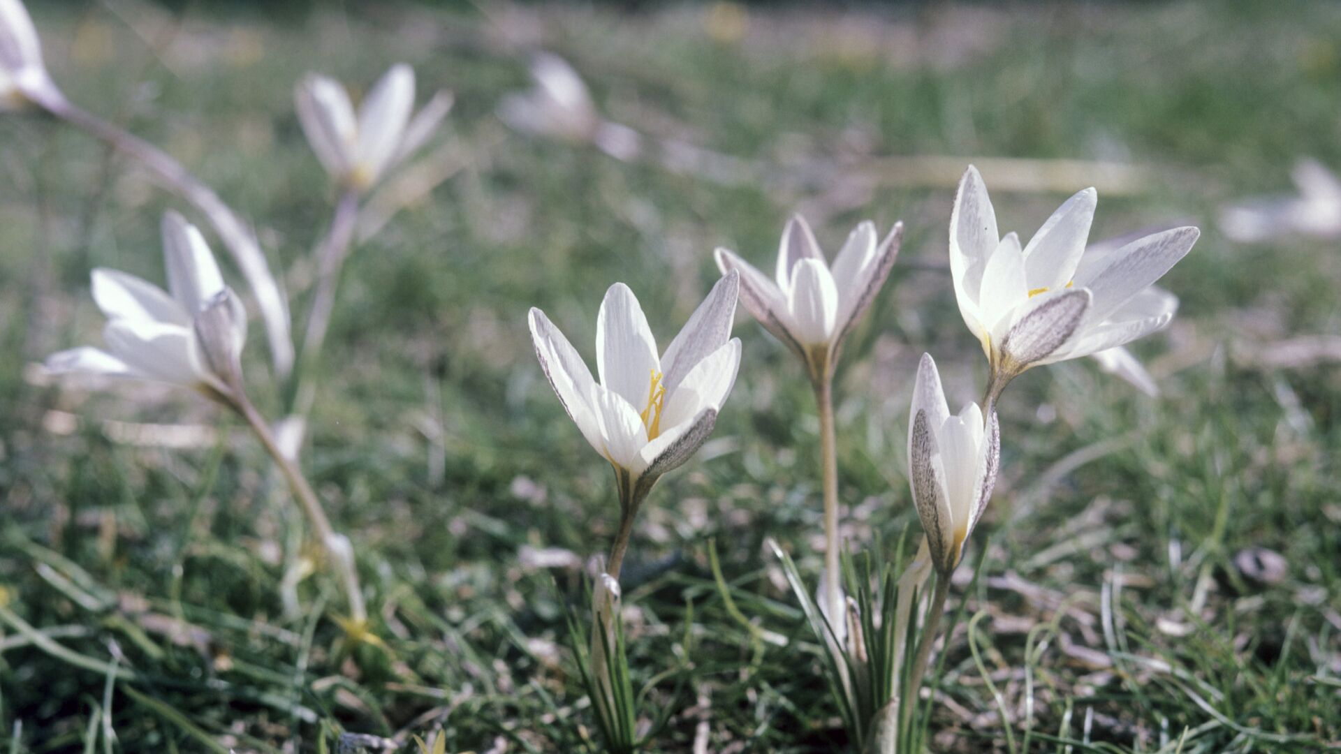 Россиян предупредили о тюремном сроке за сбор подснежников