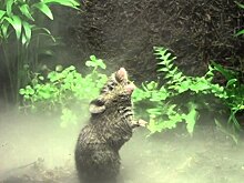 Песни мышей помогут в лечении людей