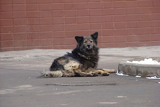 Карантин по бешенству животных установили в деревне городского округа Чехов