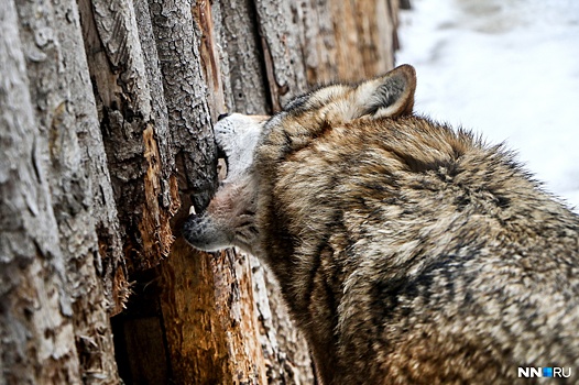 «Жители в панике и ужасе!» Тревожную новость о стае волков обсуждают в соцсетях
