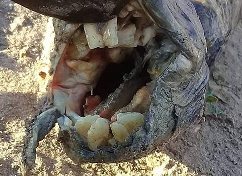В Аргентине найдена рыба с человеческими зубами