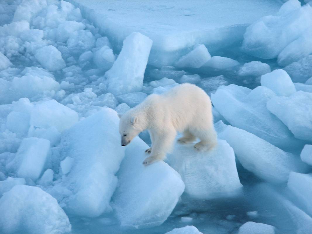 В России заявили о прерванных контактах «арктической пятерки»