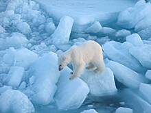 В России заявили о прерванных контактах «арктической пятерки»