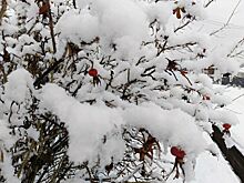 Выпавший в Глазове снег может уже не растаять до весны