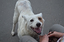 Лечение онкобольной собаки стало возможно благодаря «Симоновке»
