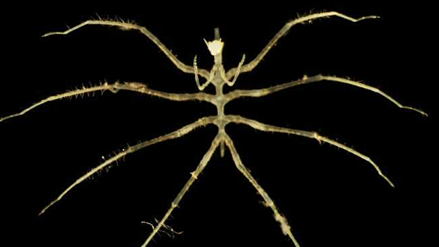 Во время добычи металлов случайно нашлись новые глубоководные виды животных