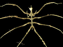 Во время добычи металлов случайно нашлись новые глубоководные виды животных