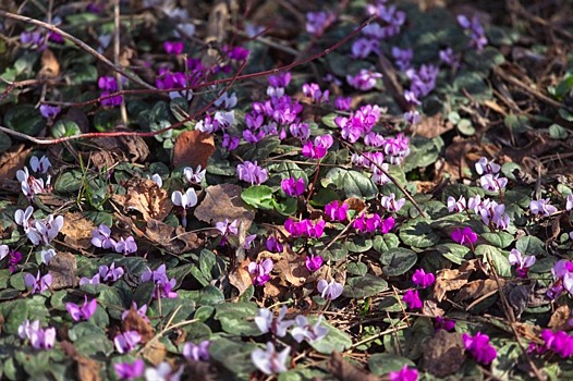 В Ботаническом саду Ставрополя зацвели цикламены
