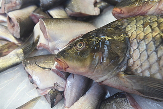 Свыше 5 тыс тонн рыбы произвели в Подмосковье за 2018 год