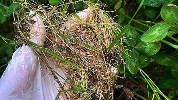 В Калуге и трех районах установлен карантин по повилике