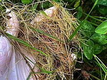 В Калуге и трех районах установлен карантин по повилике