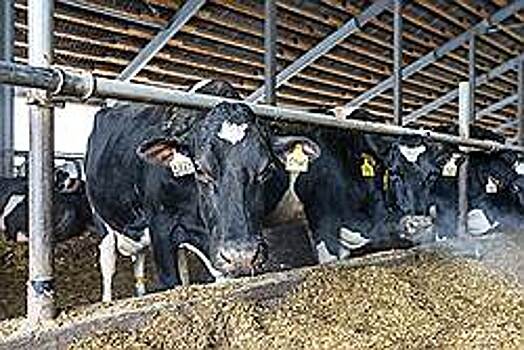 Более трехсот ферм появилось в Ульяновской области благодаря грантам