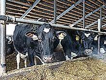 Более трехсот ферм появилось в Ульяновской области благодаря грантам