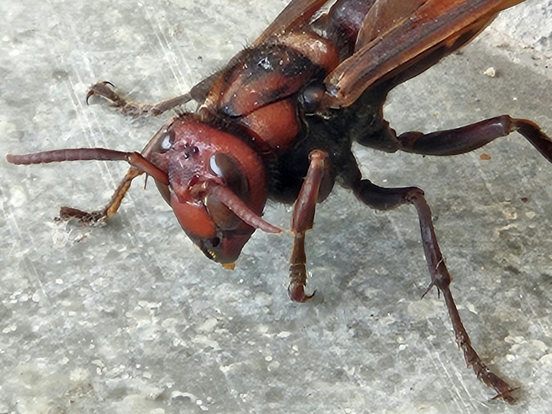 Житель Приморья оказался на грани смерти после нападения роя насекомых в гараже