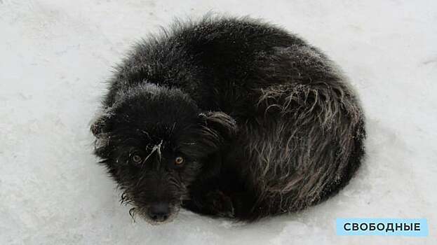 Число бездомных собак в Саратовской области остается неизвестным. Методику их подсчета придумали в Нижнем Новгороде
