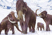 Уральский палеозоолог рассказал о причине вымирания мамонтов