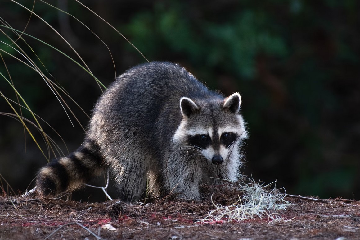 Мы всё неправильно понимали: представления о дневных и ночных животных устарели