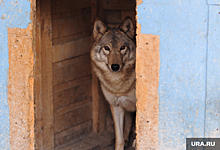 Жители поселка в ХМАО боятся отпускать детей в школу из-за волка
