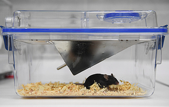 Антиоксиданты замедляют деградацию мозга под действием космических лучей